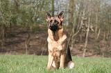 BERGER ALLEMAND 1276